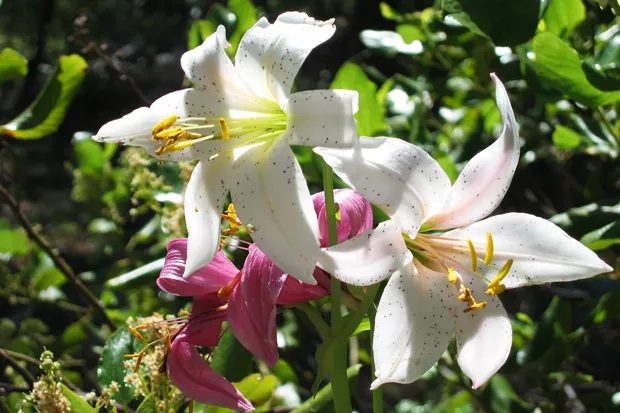 Washington Lily at the Metolius Preserve. - COURTESY DESCHUTES LAND TRUST