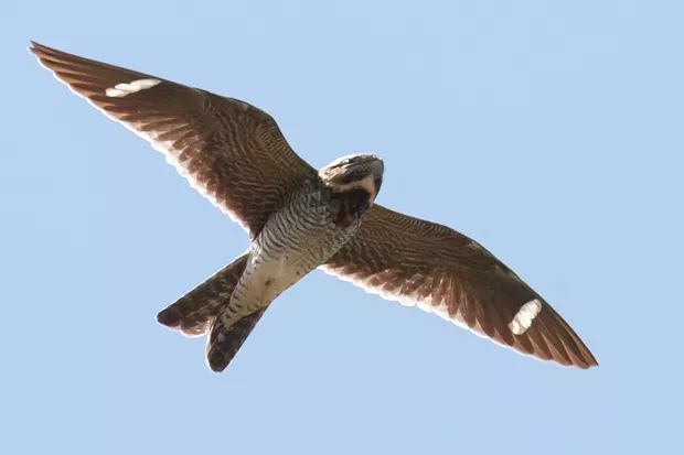 White wing patches and a long wingspan are identifiers of the common nighthawk. - JOHN WILLIAMS