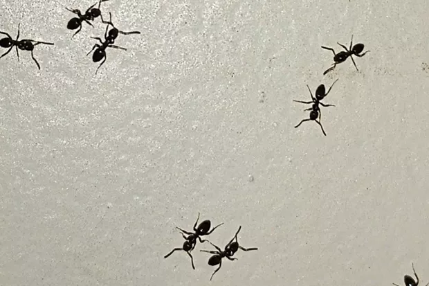 Monomorium minumum, aka Little Black Ant, sugar ant or piss ants. - JIM ANDERSON