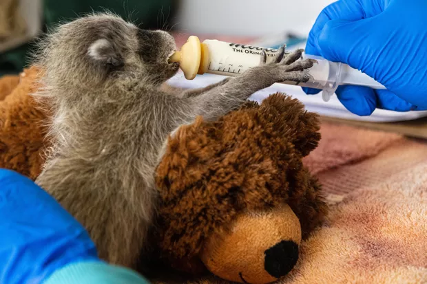 A baby raccoon in the care of Think Wild. - SUE DOUGHERTY