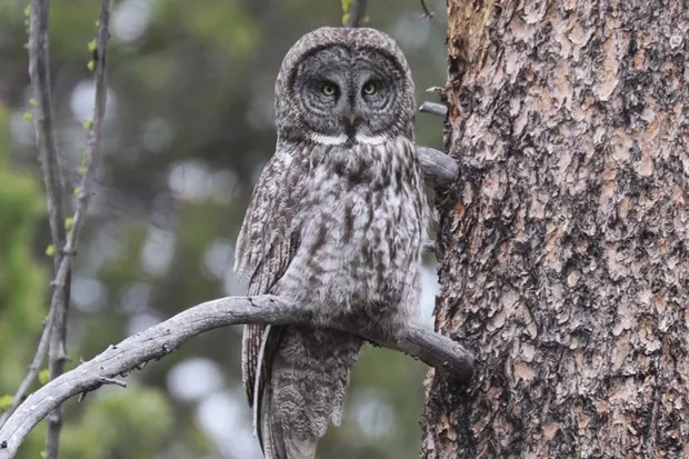 Learn to identify local bird species at Sunriver Nature Center August 21 & 28. - TOM LAWLER/COURTESY SUNRIVER NATURE CENTER