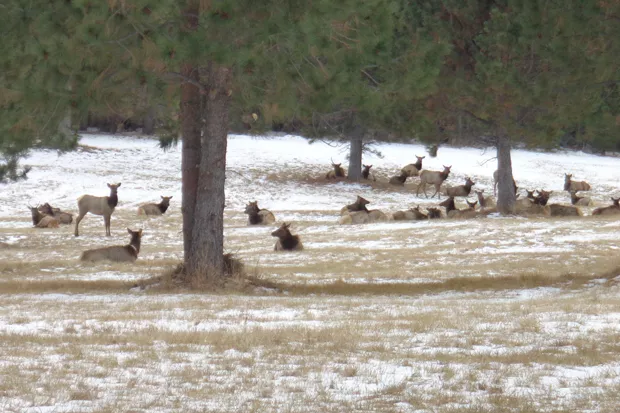 Wintering elk on the Horsman property. - JENNIFER HORSMAN