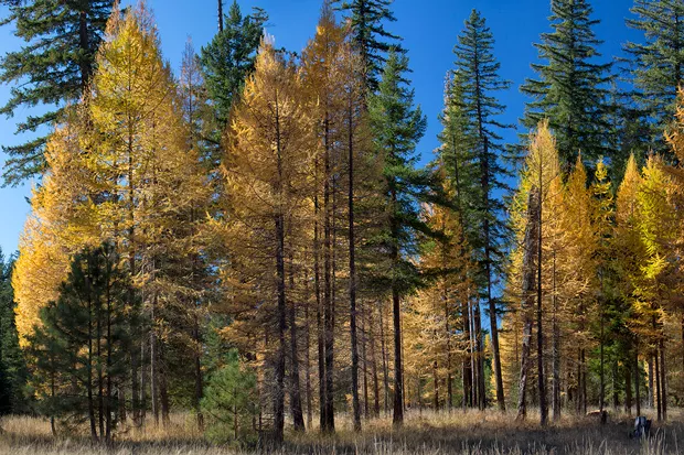 Bright larch shine when mixed into a pine and fir forest. - JAY MATHER/DESCHUTES LAND TRUST
