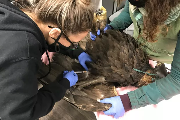 Medical Technician Pauline Baker and assistant from Think Wild inject medicine into a Golden Eagle suffering from ingested lead poisoning. - COURTESY THINK WILD