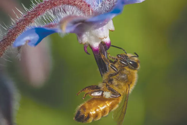 Because 70% of native bees nest in the ground, gardens should contain small areas of bare soil that are attractive to bees. - CREDIT BARBARA RUMER