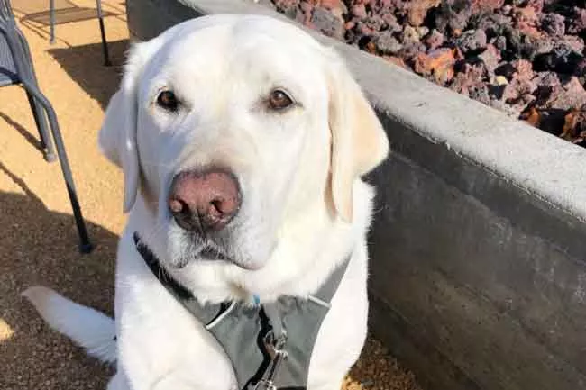 Has anyone been able to make it to Justy's Bar, Grill & Sandbox (@justysbend) since its opening? It looks like @lifeof_tate_and_boone were able to enjoy the sun and the sand at one of Bend's newest hangout spots! Share your photos with us and tag @sourceweekly for a chance to be featured as instagram of the week and in print as our Lightmeter. Winners receive a free print from @highdesertframeworks. - @LIFEOF_TATE_AND_BOONE
