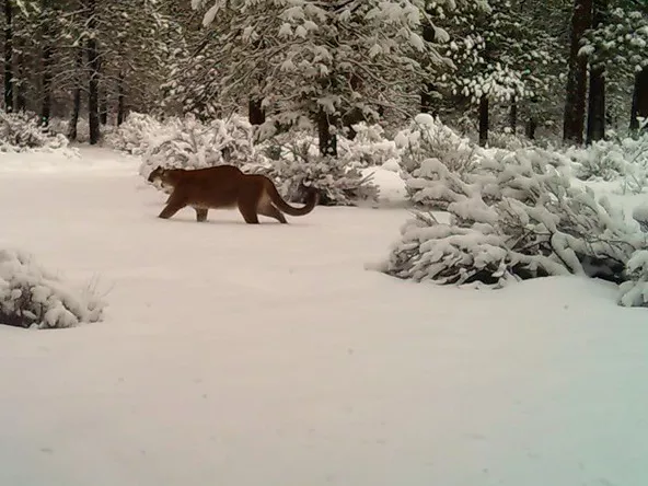 Two cougars captured on a trail camera near Redmond - CHRIS HENRY, REDMOND
