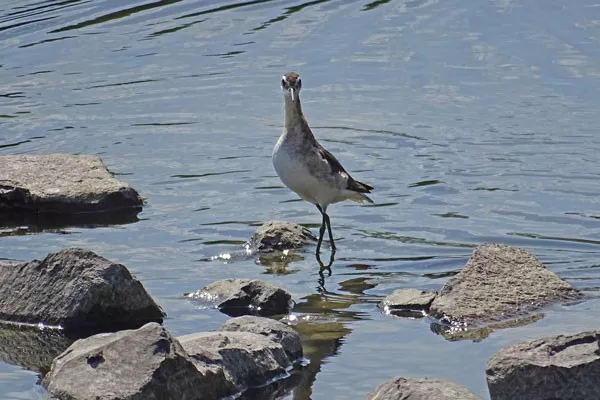 Wilson’s Phalarope is just one of the thousands of birds using the Crooked River Wetlands. - CHUCK GATES