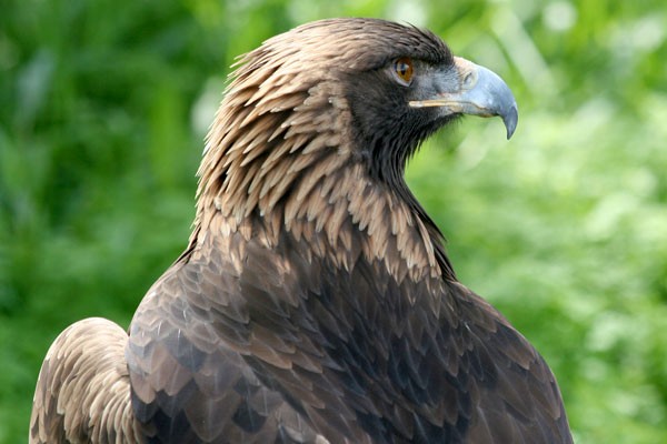 People around the world&#10;can view the live cam on a Golden Eagle nest outside of Sisters. - ODFW / FLICKR.COM