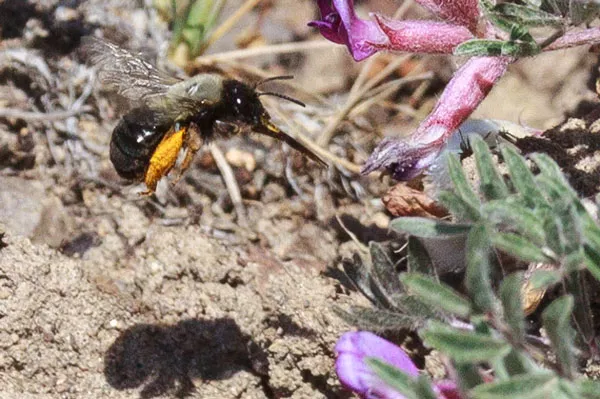 The Great Sandy Desert carpenter bee. - SUE ANDERSON
