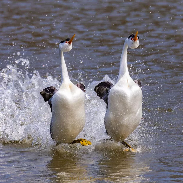 "Clark's Grebes celebrate their pairing with an exuberant dance across the surface of the water in Klamath Falls, Oregon." @timlydenphotography brings us this hilarious shot of waterfowl. Tag @sourceweekly for a chance to be featured here. - SUBMITTED