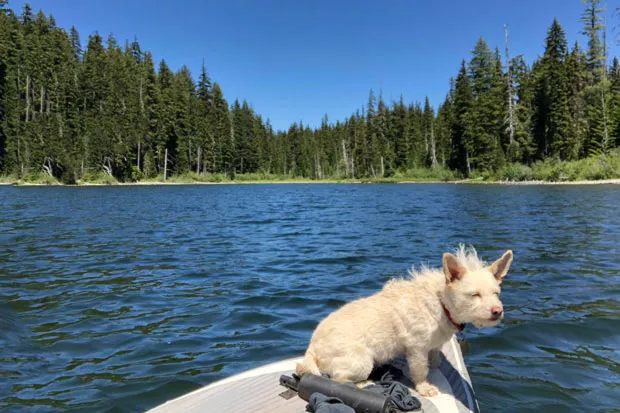 Yoda, a dog of the Source, dares you to share his #dogsonboats photo on Instagram. It's been done a few times before. - NICOLE VULCAN
