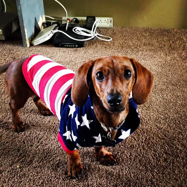 @taybee_123 presents us with Leonard, a late contestant to the Bend Source Pet Mayor's race. Tag @sourceweekly to be entered to appear in Lightmeter. - SUBMITTED