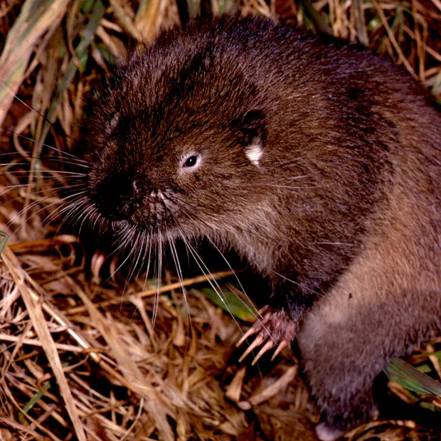 An adult mountain beaver (Aplodontia rufa), discovered in the eastern foothills of the Oregon Coast Range, near Vernonia. - JIM ANDERSON