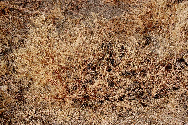 Spotted knapweed, a persistent alien pest that arrived here from Europe with the sheep in the 1800s. - JIM ANDERSON
