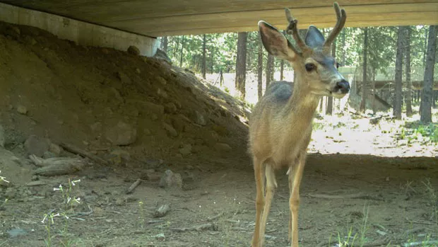 Deer cross under one of the new dedicated wildlife crossings, aimed at reducing collisions between wildlife and vehicles. - ODOT