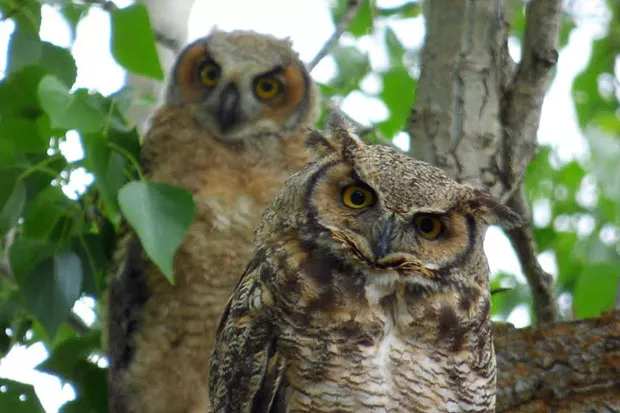 A great horned owl mom and her nestling. - LOLA KNOX