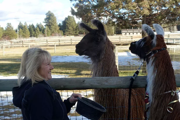 Jori, center, came running to get in the picture with Terri Holm, left, and Jori's cria Skorcher. - ELIZABETH WARNIMONT