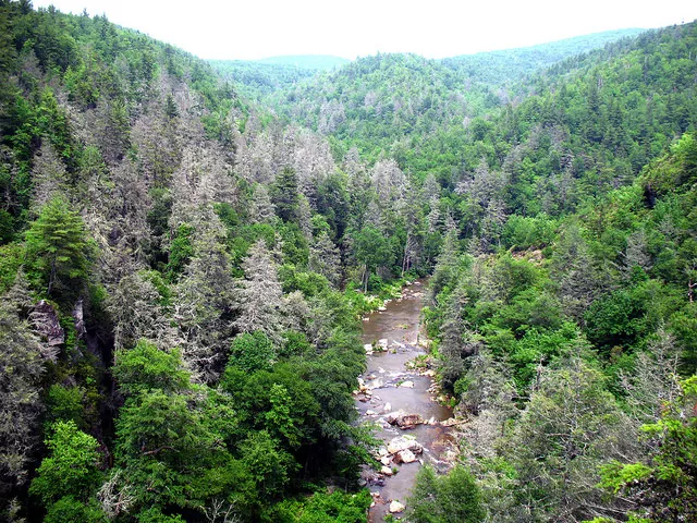 Trees known as gray ghosts are a common sight in the southern Appalachians. A hemlock woolly adegid infestation has killed many hemlock trees in the Linville Gorge area of Pisgah National Forest in North Carolina. - FLICKR/U.S. FOREST SERVICE STEVE NORMAN.