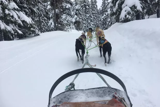 A musher tends to the dogs before starting off on a run. - K.M. COLLINS