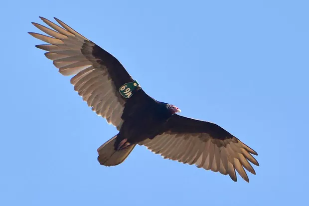 An adult turkey vulture wearing a patagial wing marker. - TIM KADLECECK