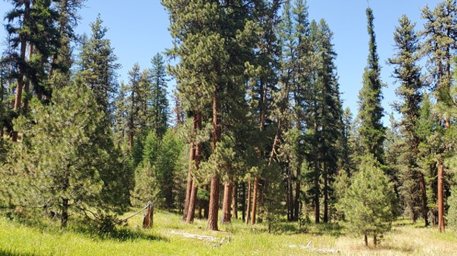 Protecting Pines in the Ochocos