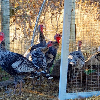 Farm-to-Table Thanksgiving