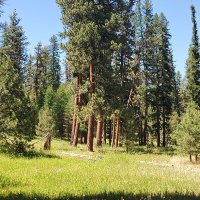 Protecting Pines in the Ochocos