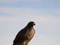 An Annual Fall Ritual: Raptor Migration