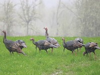Talking Turkey This Thanksgiving