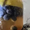 Blueberry, blueberry—that magical fruit. Blueberry, blueberry—that magical fruit.