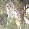 The Barred Owls are Coming