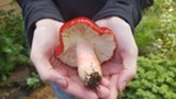 Learn how to identify mushrooms during a virtual workshop. - Uploaded by Amanda A