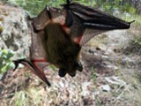 Learn about bats of the Pacific Northwest - Uploaded by Amanda A