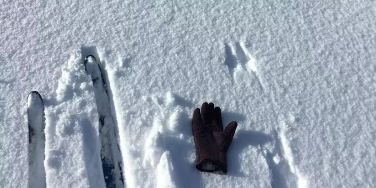 Winter Wildlife Tracking - Vimarsana News