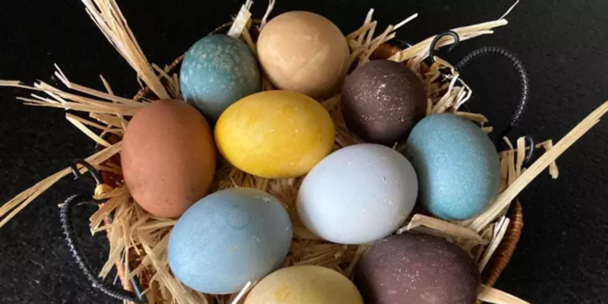 The Wonders of Chickens, for Easter or Any Other Time - Vimarsana News