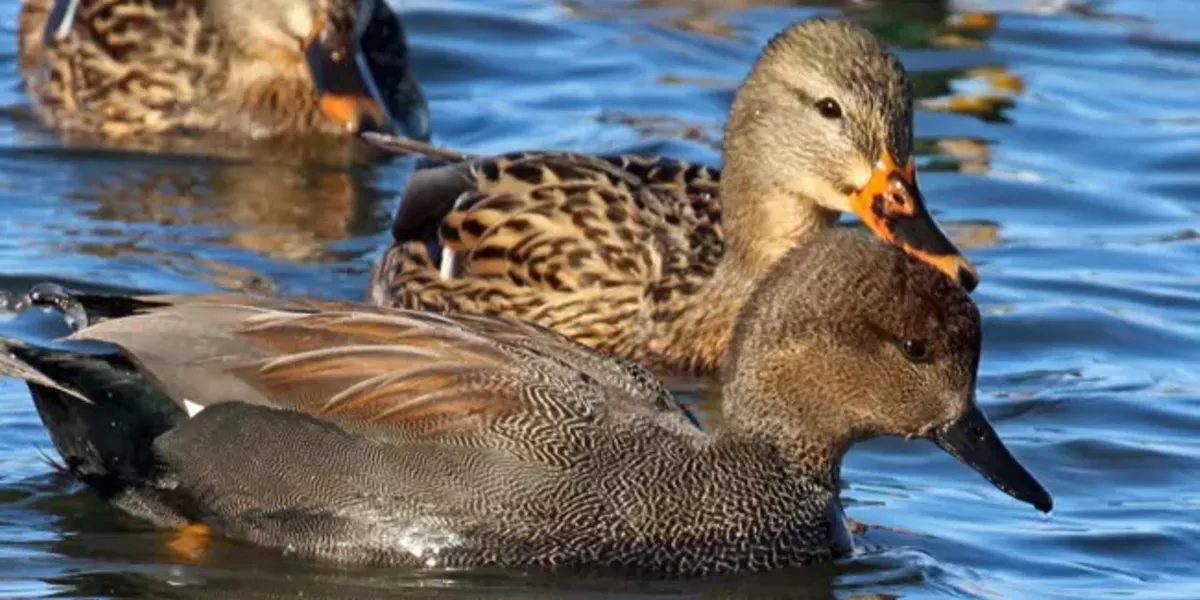 Bird Walks at the Crooked River Wetlands - Vimarsana News