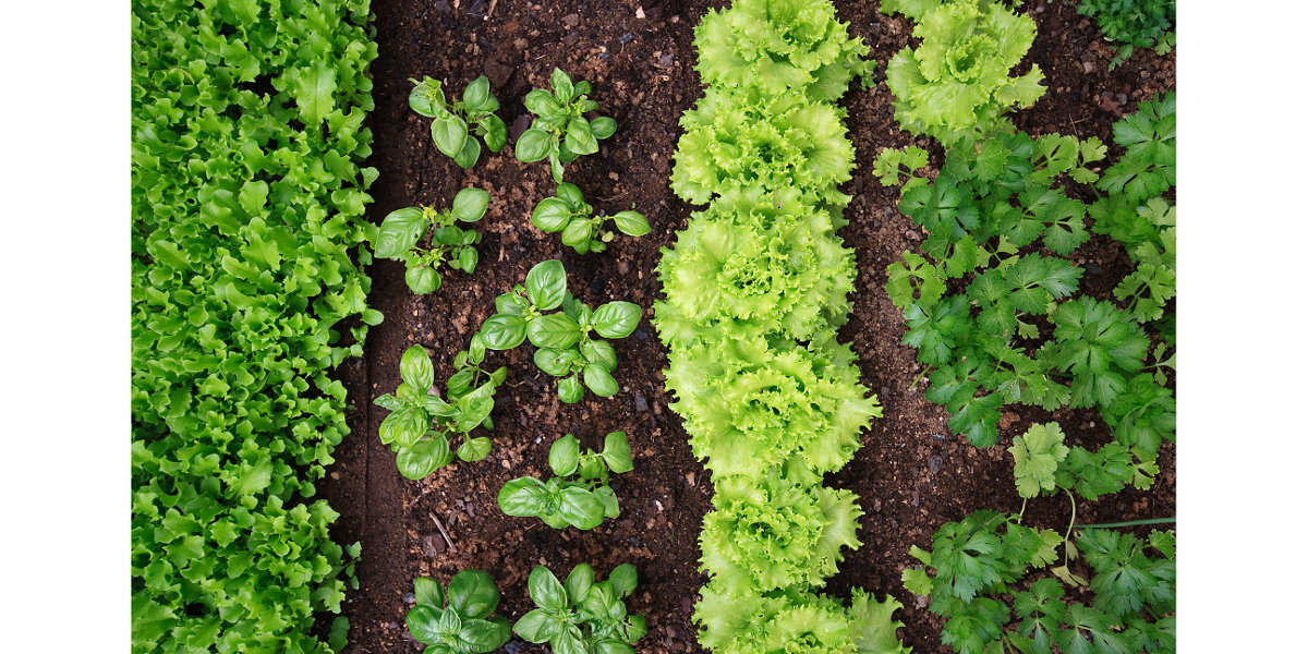 Introduction to Growing Food in the High Desert - Vimarsana News