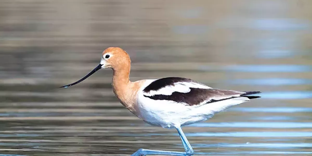 In Praise of Shorebirds - Vimarsana News