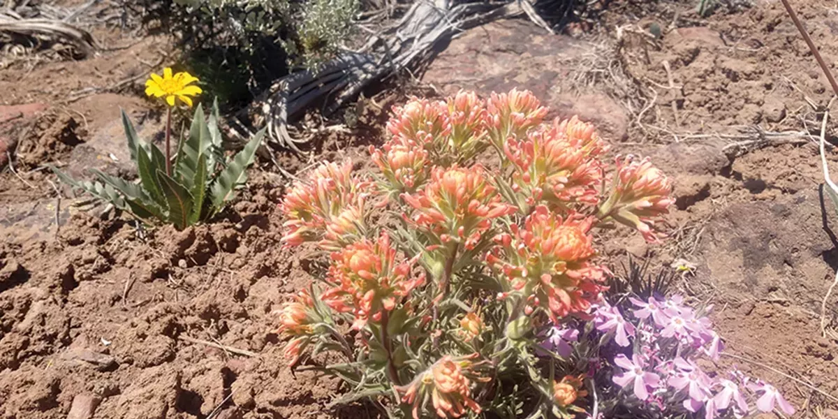 Say Hello to Big Sagebrush - Vimarsana News