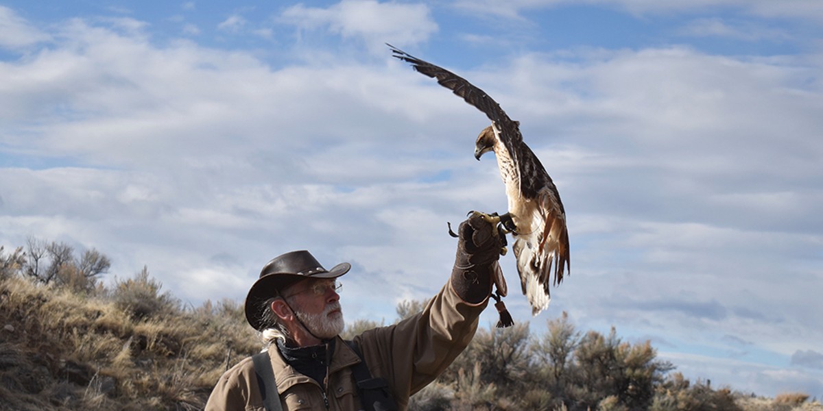 Flying High and Hunting Low with Falconry | The Source Weekly - Bend, Oregon
