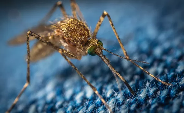 Florida's "Container Mosquitoes" Are Probably Having Sex in Your Backyard