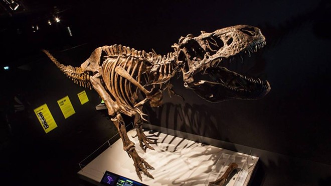 Discovery Place's Tyrannosaurs: Meet the Family Exhibit at Northlake Mall