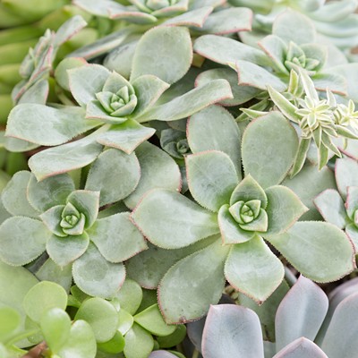 Savvy Succulents Class at Pike Nurseries