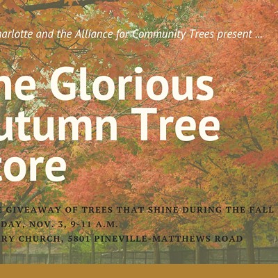 Glorious Autumn TreeStore