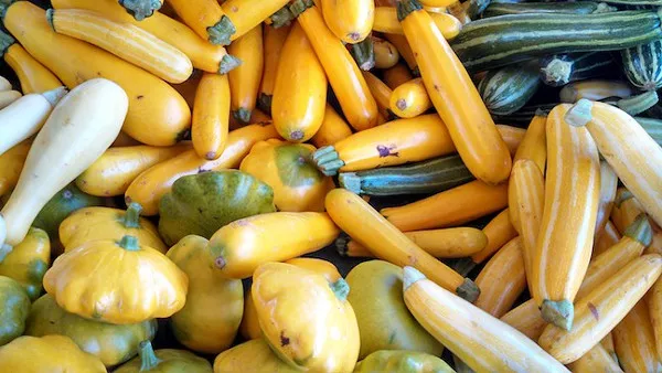 An array of Walnut Ridge Farms squash.