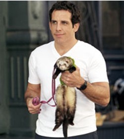 TRACY BENNETT / UNIVERSAL - ANIMAL ACT Ben Stiller and ferret hang out in   - Along Came Polly