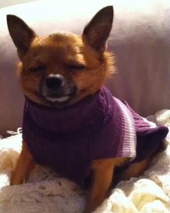 CL managing editor Kim Lawsons pooch looks ready for the big day.
