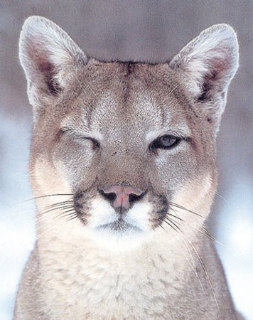 cougar-winking-1