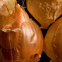 EPIDERMIS Sewn onions by Erika Diamond included in Transamerica Square exhibit